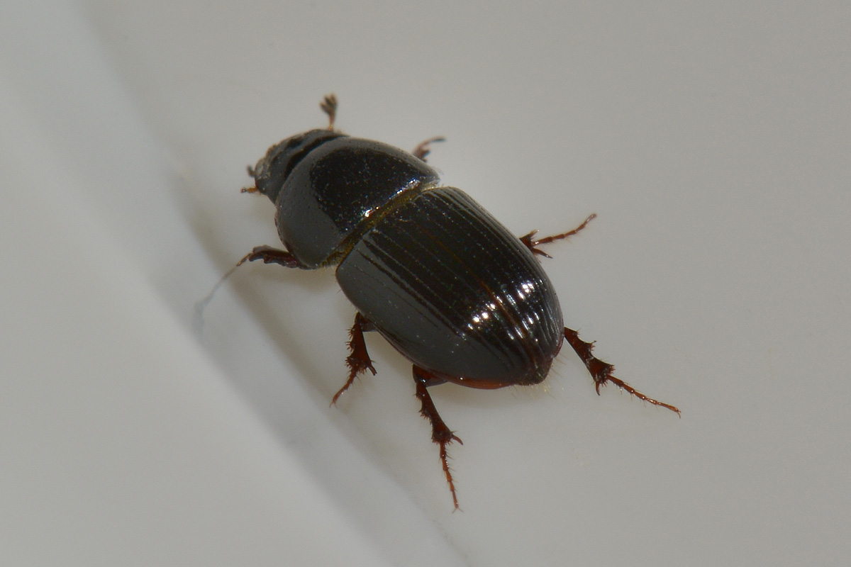 Calamosternus granarius, Aphodiidae